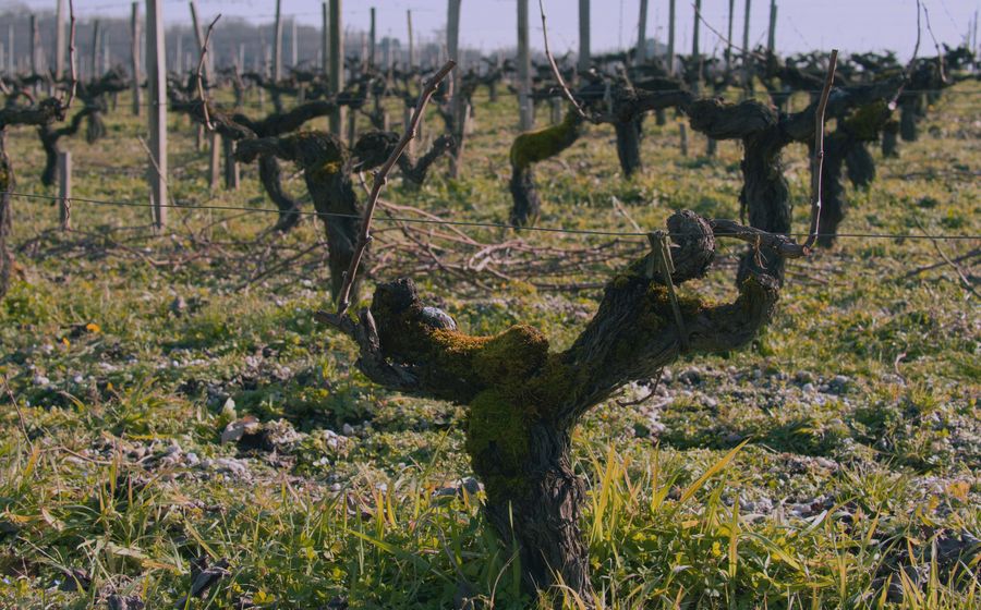 Rangées de vignes françaises à l'automne, feuillage roux avant les vendanges