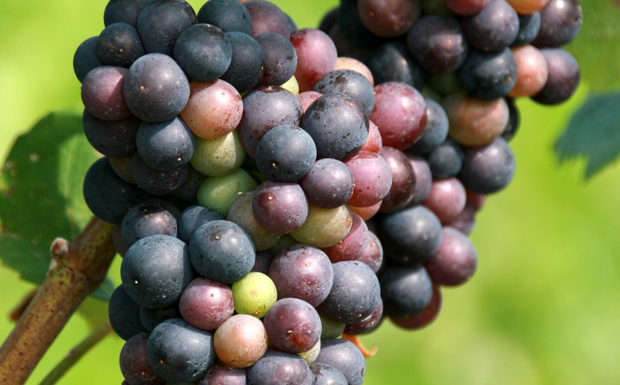 Grappe de raisin noir en pleine maturation sur un cep de vigne, avec des grains violets, roses et encore verts, devant un feuillage vert flouté par la lumière du soleil