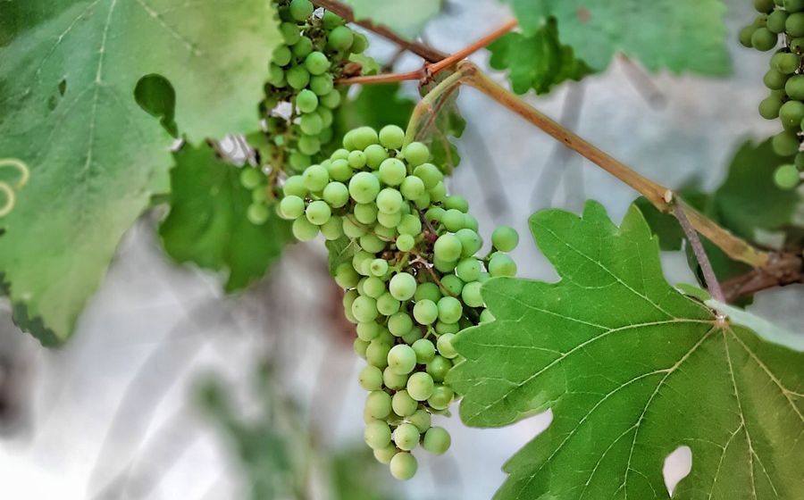 Grappe de raisins verts encore jeunes suspendue à un cep de vigne, entourée de larges feuilles vertes dentelées, photographiée en gros plan à la lumière du jour