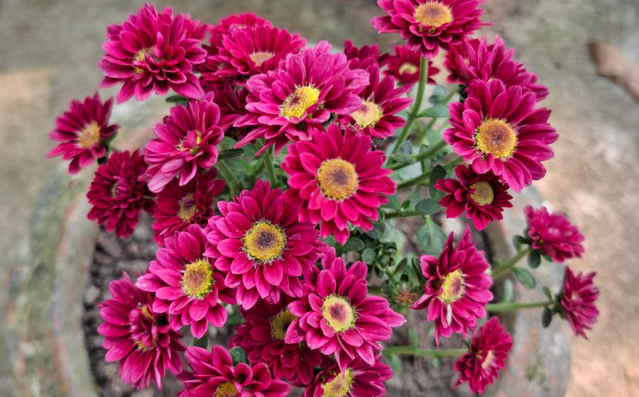 Gros plan sur un pot de chrysanthèmes en pleine floraison, aux pétales rose framboise et au cœur jaune doré, photographié par le dessus dans un pot en terre cuite posé dehors