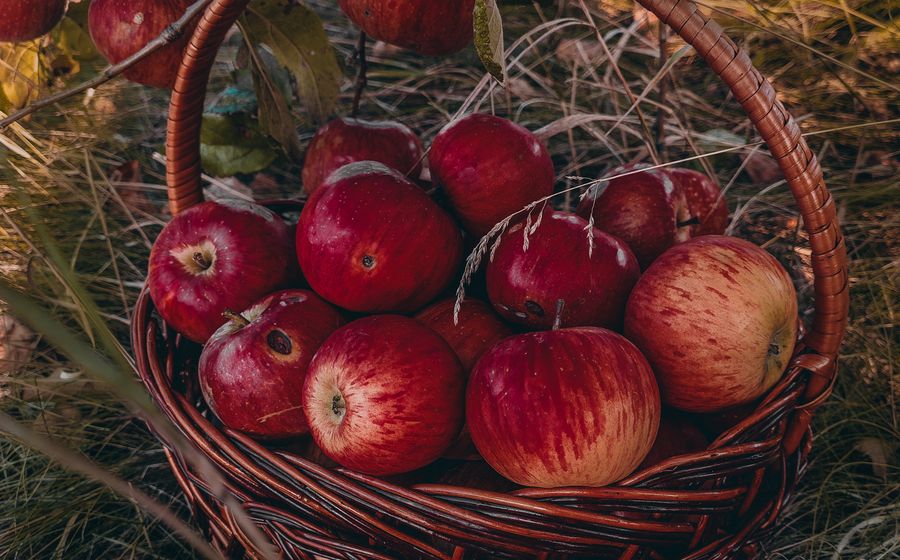 Panier en osier rempli de pommes rouges fraîchement récoltées dans un verger