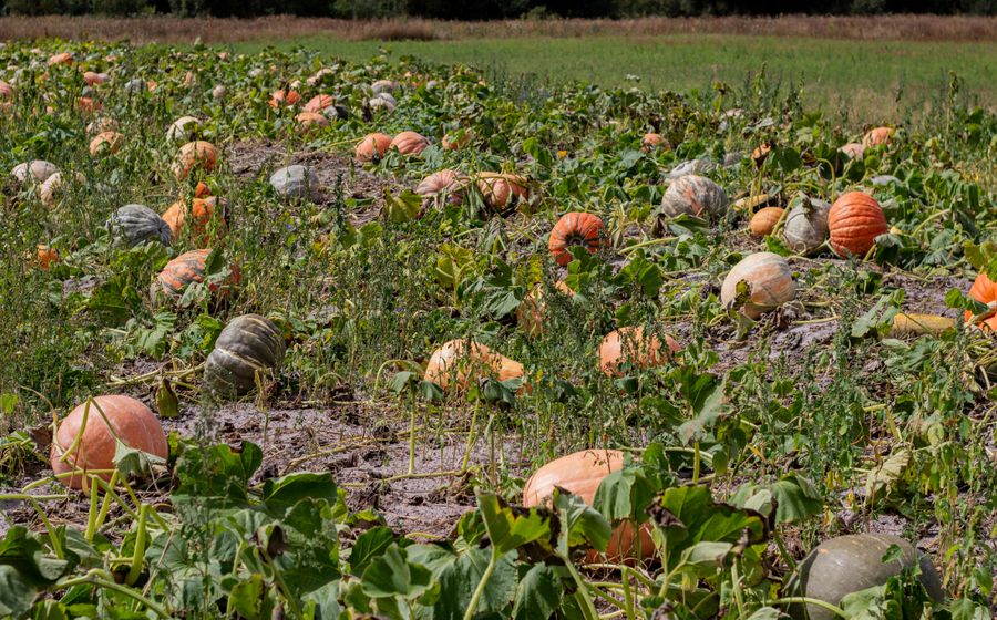 Champ de citrouilles orange vif prêtes pour la récolte d'automne dans une exploitation maraîchère