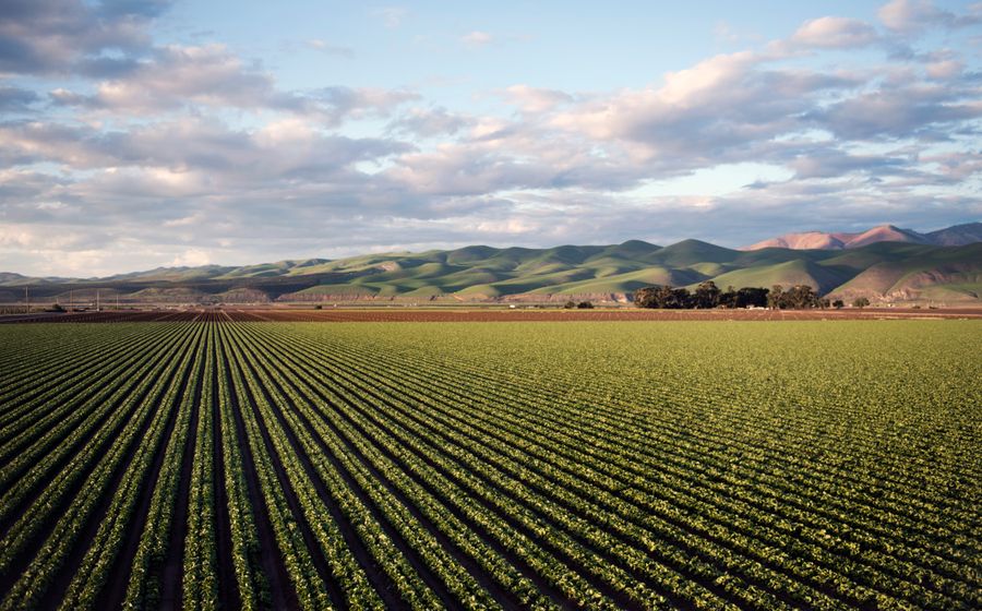 Grand champ agricole couvert de jeunes plantes vertes alignées en rangs, avec des collines verdoyantes et un ciel nuageux en arrière-plan, illustrant un sol couvert pendant l'interculture