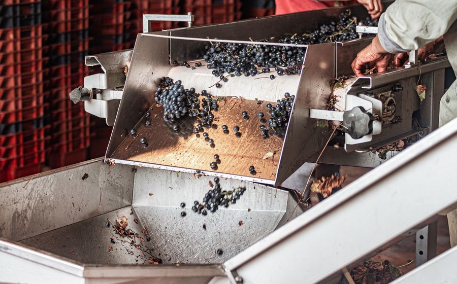 Grappes de raisin noir déversées dans un égrappoir en inox lors de la réception de la vendange au chai, avec des caisses de récolte rouges empilées en arrière-plan