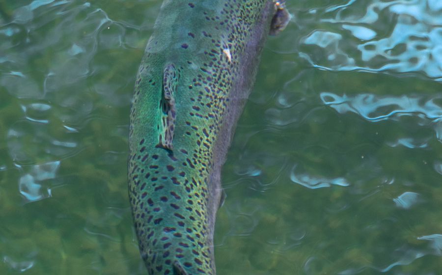 Gros plan sur une truite arc-en-ciel qui nage dans une eau claire et fraîche, illustrant l'élevage piscicole en eau douce pratiqué dans les piscicultures françaises
