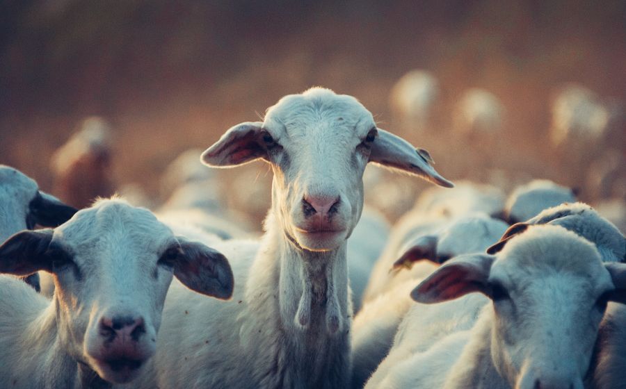 Troupeau de chèvres blanches au poil ras photographié de face dans la lumière dorée du soir, l'une d'elles regardant l'objectif au centre de l'image