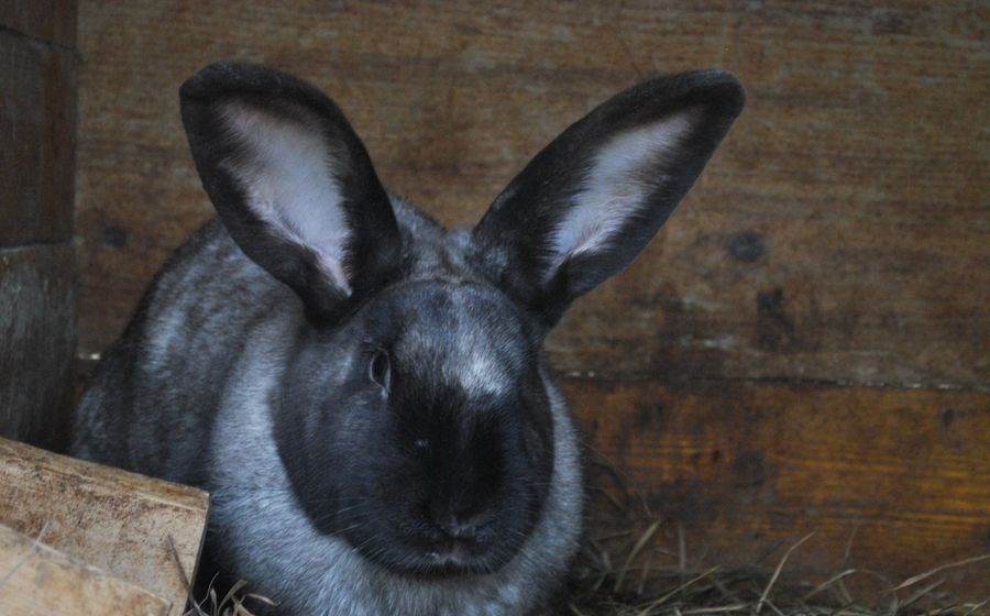 Lapin gris argenté aux grandes oreilles dressées, assis sur de la paille au pied d'une paroi en planches de bois dans un clapier, regardant droit vers l'objectif