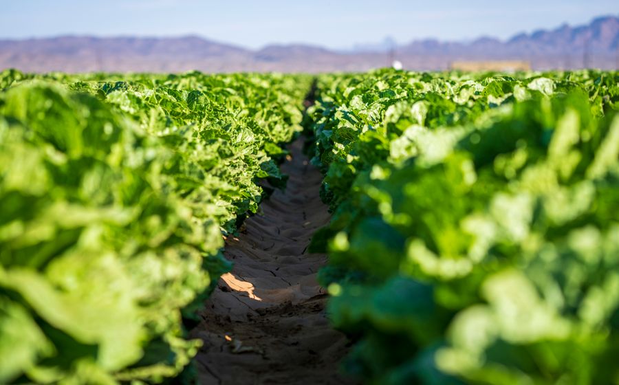 Longues rangées de salades vertes cultivées en plein champ sur un sol sableux, photographiées au ras du sol sous un ciel dégagé