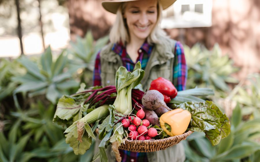 Étal de légumes biologiques sur un marché paysan français