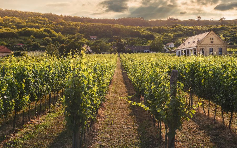 Viticulteur en train de contrôler des fûts de vin dans son chai
