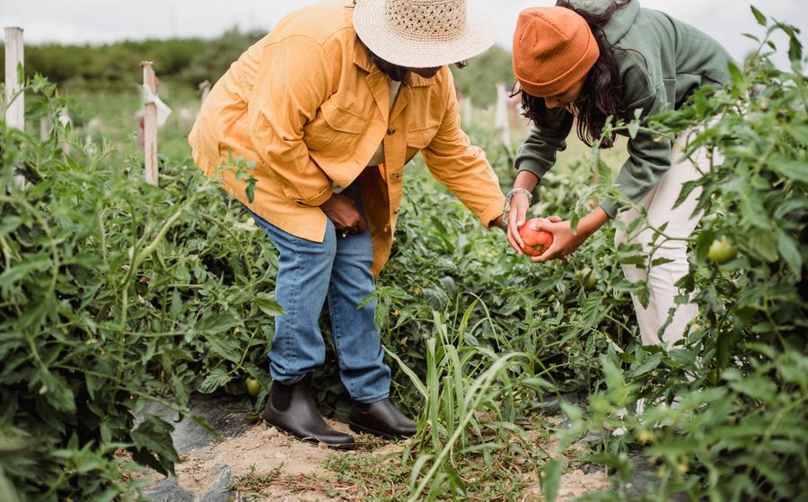 Deux maraîchères penchées au milieu d'une parcelle de légumes en plein champ, l'une en chemise jaune et chapeau de paille, l'autre en bonnet orange, inspectant leur récolte