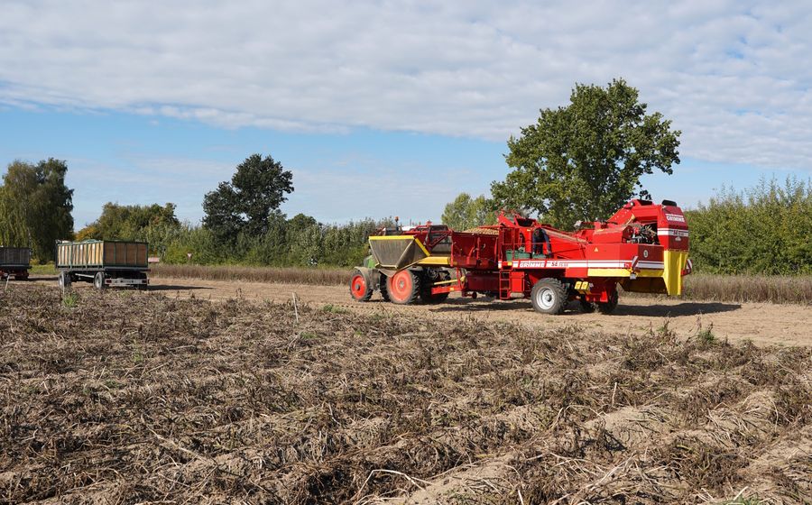 Une arracheuse de pommes de terre rouge tractée travaille dans un champ aux fanes sèches, sous un ciel bleu d'automne, tandis qu'une remorque attend en bordure de parcelle pour charger la récolte.