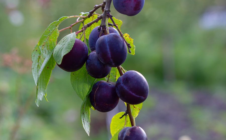 Grappe de prunes violettes bien mûres suspendue à une branche de prunier aux feuilles vertes, sur un fond de verger flou baigné de lumière douce