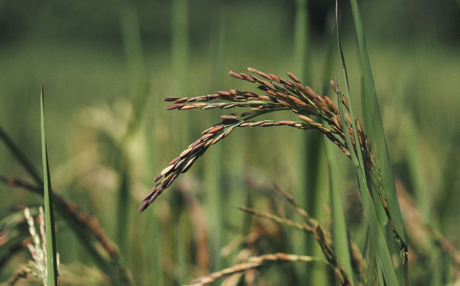 Gros plan sur des épis de riz mûrs, aux grains dorés et cuivrés, qui retombent au-dessus d'une rizière verdoyante baignée de lumière, avec des feuilles fines au premier plan