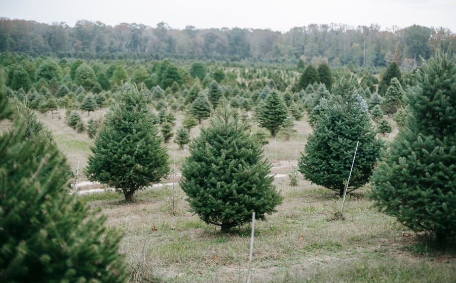 Plantation de sapins de Noël alignés en rangs réguliers dans une exploitation, avec des conifères de différentes tailles et variétés cultivés pour être vendus pendant les fêtes de fin d'année