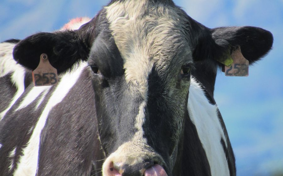 Éleveur laitier dans l'étable avec ses vaches au lever du soleil