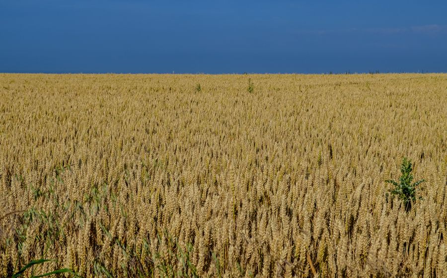 Champ de soja en fleurs dans la plaine du Rhône, en été