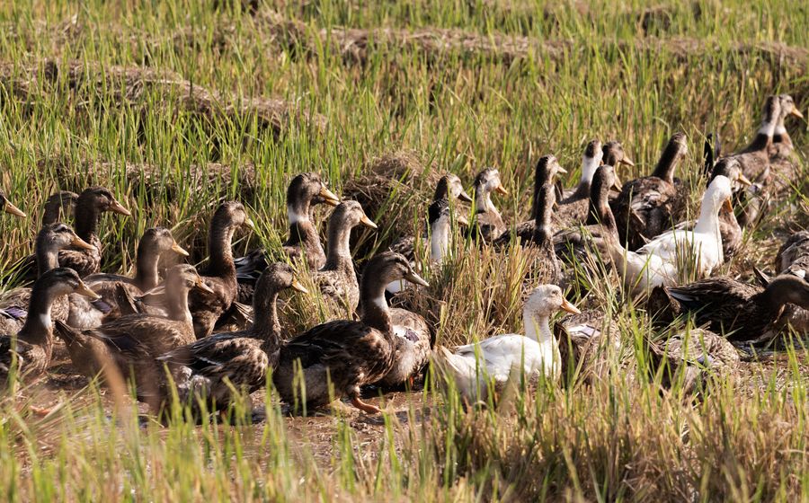 Grand groupe de canards au plumage brun et quelques canards blancs avançant ensemble au milieu d'herbes hautes et d'un champ fauché, éclairés par une lumière douce de fin de journée