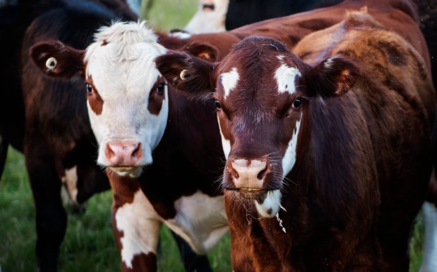 Gros plan sur de jeunes bovins bruns et blancs portant des boucles d'identification aux oreilles, rassemblés dans une prairie verte, le type d'animaux suivis au quotidien par les vétérinaires ruraux