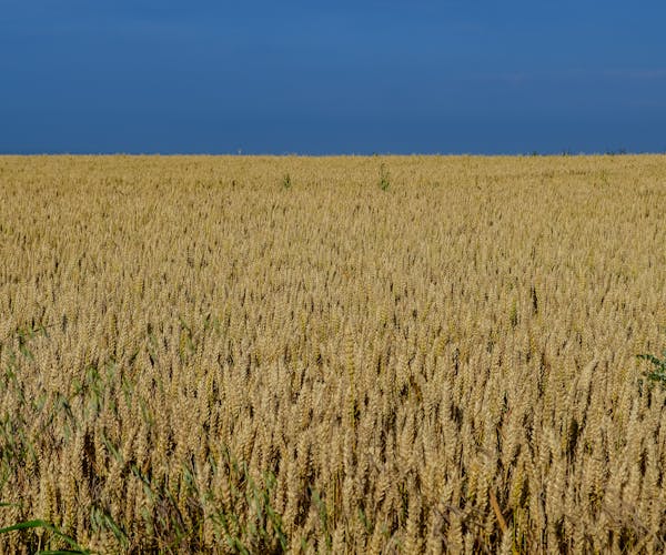 Moisson en Beauce
