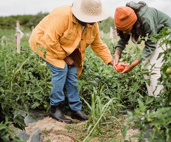 Marché de producteurs