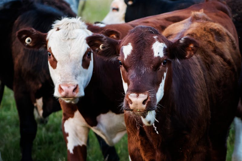La vie d'une vache laitière en France